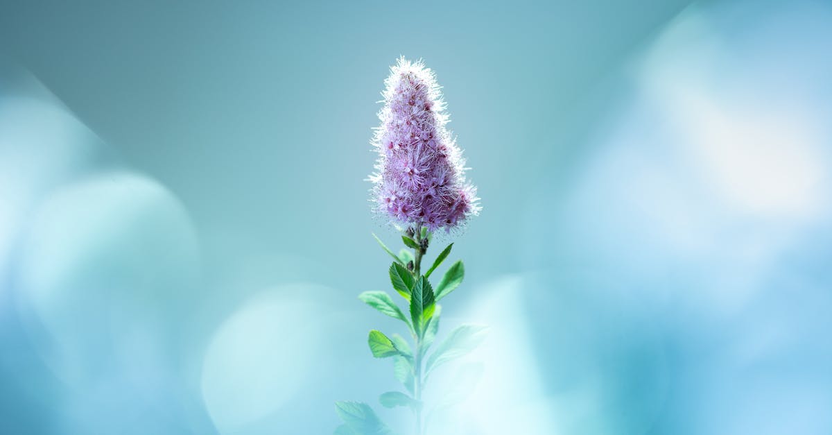 How Restumping Can Significantly Boost Your Property's Market Appeal