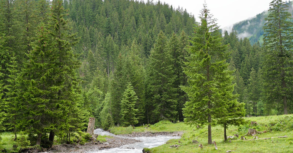 Preventing Uneven Settling: The Importance of Restumping